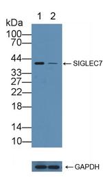 SIGLEC7 Antibody in Western Blot (WB)