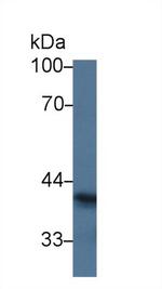 SIGLEC7 Antibody in Western Blot (WB)