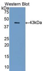 SIGLEC7 Antibody in Western Blot (WB)