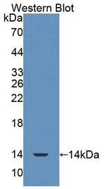 SRP9 Antibody in Western Blot (WB)