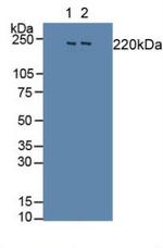 SLIT1 Antibody in Western Blot (WB)