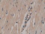 CD298 Polyclonal Antibody