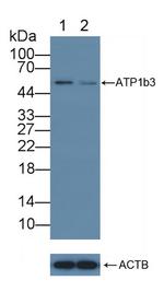 CD298 Antibody in Western Blot (WB)