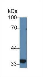 Slc30A8 Antibody in Western Blot (WB)