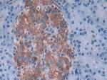 SNX13 Antibody in Immunohistochemistry (Paraffin) (IHC (P))