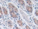 SNX13 Antibody in Immunohistochemistry (Paraffin) (IHC (P))