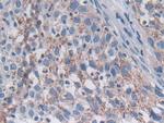 SNX13 Antibody in Immunohistochemistry (Paraffin) (IHC (P))
