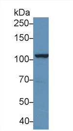 SNX13 Antibody in Western Blot (WB)