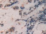 SP100 Antibody in Immunohistochemistry (Paraffin) (IHC (P))