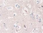 SPARCL1 Antibody in Immunohistochemistry (Paraffin) (IHC (P))