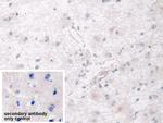 SPARCL1 Antibody in Immunohistochemistry (Paraffin) (IHC (P))