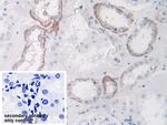 SPARCL1 Antibody in Immunohistochemistry (Paraffin) (IHC (P))