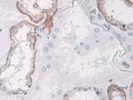 SPARCL1 Antibody in Immunohistochemistry (Paraffin) (IHC (P))