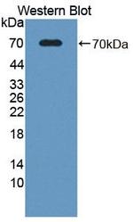 SPARCL1 Antibody in Western Blot (WB)