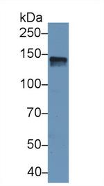 SPARCL1 Antibody in Western Blot (WB)