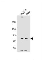 SMURF1 Antibody in Western Blot (WB)