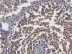 Sp17 Polyclonal Antibody
