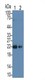 Sp17 Antibody in Western Blot (WB)