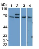 Syk Antibody in Western Blot (WB)
