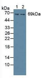Syk Antibody in Western Blot (WB)