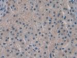 SPRY3 Antibody in Immunohistochemistry (Paraffin) (IHC (P))