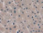 SPRY3 Antibody in Immunohistochemistry (Paraffin) (IHC (P))