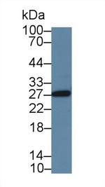 SPRY3 Antibody in Western Blot (WB)