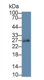SPRY3 Antibody in Western Blot (WB)