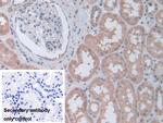 STIP1 Antibody in Immunohistochemistry (Paraffin) (IHC (P))