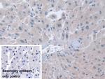 STIP1 Antibody in Immunohistochemistry (Paraffin) (IHC (P))