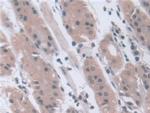 STIP1 Antibody in Immunohistochemistry (Paraffin) (IHC (P))