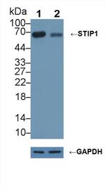 STIP1 Antibody in Western Blot (WB)