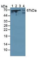 STIP1 Antibody in Western Blot (WB)