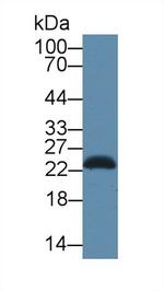 SDF2L1 Antibody in Western Blot (WB)