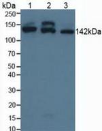 SMC3 Antibody in Western Blot (WB)