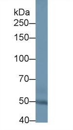 SULF2 Antibody in Western Blot (WB)