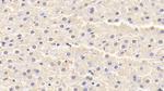 SOD1 Antibody in Immunohistochemistry (Paraffin) (IHC (P))