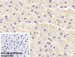 SOD1 Antibody in Immunohistochemistry (Paraffin) (IHC (P))