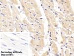 SOD1 Antibody in Immunohistochemistry (Paraffin) (IHC (P))