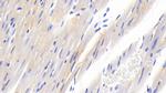 SOCS2 Antibody in Immunohistochemistry (Paraffin) (IHC (P))