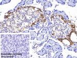 SOCS2 Antibody in Immunohistochemistry (Paraffin) (IHC (P))