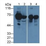 SBSN Polyclonal Antibody
