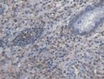 Symplekin Antibody in Immunohistochemistry (Paraffin) (IHC (P))