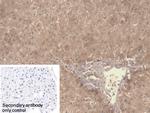 Symplekin Antibody in Immunohistochemistry (Paraffin) (IHC (P))