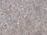 Symplekin Antibody in Immunohistochemistry (Paraffin) (IHC (P))