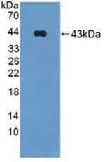 Symplekin Antibody in Western Blot (WB)