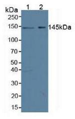 Symplekin Antibody in Western Blot (WB)