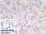 Syntaxin 2 Antibody in Immunohistochemistry (Paraffin) (IHC (P))