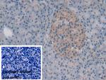 Syntaxin 2 Antibody in Immunohistochemistry (Paraffin) (IHC (P))