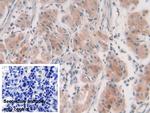 Syntaxin 2 Antibody in Immunohistochemistry (Paraffin) (IHC (P))